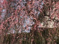 春、きましたネーーー♬