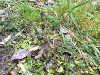 つくーしの子が♬