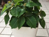 患者様の金言⑧