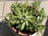 患者様の金言⑩