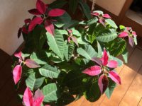 年末年始のお休み🎄🎅