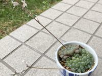 お見舞い申し上げます