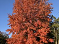 患者様の金言１１