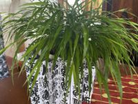 残暑お見舞い申し上げます